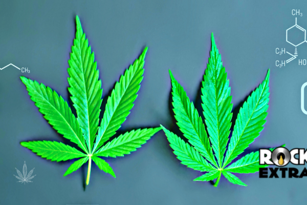 Things to Know About Cannabis CBD Rosin For Cancer - Rockin Extracts